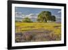 Large oak tree in expansive meadow of bluebonnets and paintbrush, Texas hill country, near Llano, T-Adam Jones-Framed Photographic Print