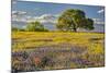 Large oak tree in expansive meadow of bluebonnets and paintbrush, Texas hill country, near Llano, T-Adam Jones-Mounted Photographic Print