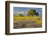 Large oak tree in expansive meadow of bluebonnets and paintbrush, Texas hill country, near Llano, T-Adam Jones-Framed Photographic Print