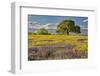 Large oak tree in expansive meadow of bluebonnets and paintbrush, Texas hill country, near Llano, T-Adam Jones-Framed Photographic Print