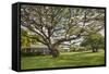 Large Old Tree and Field in Waimea-Terry Eggers-Framed Stretched Canvas