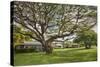 Large Old Tree and Field in Waimea-Terry Eggers-Stretched Canvas