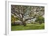 Large Old Tree and Field in Waimea-Terry Eggers-Framed Photographic Print