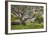 Large Old Tree and Field in Waimea-Terry Eggers-Framed Photographic Print