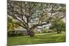 Large Old Tree and Field in Waimea-Terry Eggers-Mounted Photographic Print
