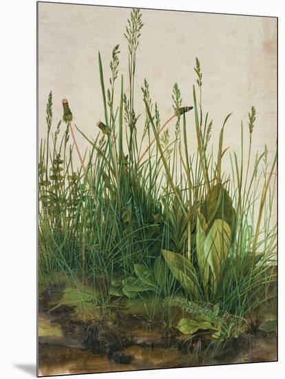 Large Piece of Turf, 1503-Albrecht Dürer-Mounted Giclee Print