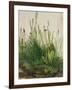 Large Piece of Turf, 1503-Albrecht Dürer-Framed Giclee Print