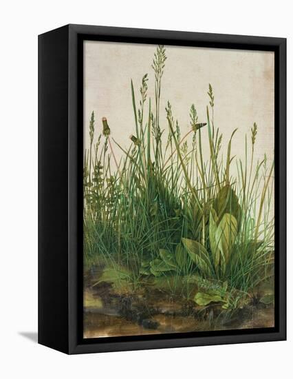 Large Piece of Turf, 1503-Albrecht Dürer-Framed Stretched Canvas