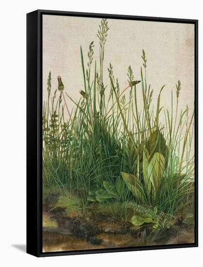 Large Piece of Turf, 1503-Albrecht Dürer-Framed Stretched Canvas