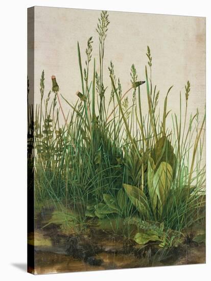 Large Piece of Turf, 1503-Albrecht Dürer-Stretched Canvas