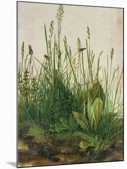 Large Piece of Turf, 1503-Albrecht Dürer-Mounted Giclee Print