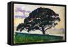 Large Pine, Saint-Tropez, 1892-1893-Paul Signac-Framed Stretched Canvas