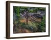 Large Pine Tree and Red Earth, 1890-1895-Paul Cézanne-Framed Premium Giclee Print