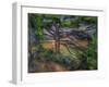 Large Pine Tree and Red Earth, 1890-1895-Paul Cézanne-Framed Giclee Print