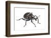 Large Pine Weevil (Hylobius Abietis), Slovenia, Europe, July, Meetyourneighbours.Net Project-Marko Masterl-Framed Photographic Print