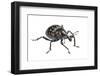 Large Pine Weevil (Hylobius Abietis), Slovenia, Europe, July, Meetyourneighbours.Net Project-Marko Masterl-Framed Photographic Print