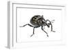 Large Pine Weevil (Hylobius Abietis), Slovenia, Europe, July, Meetyourneighbours.Net Project-Marko Masterl-Framed Photographic Print