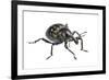 Large Pine Weevil (Hylobius Abietis), Slovenia, Europe, July, Meetyourneighbours.Net Project-Marko Masterl-Framed Photographic Print