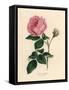 Large Pink Hundred-Leaved Rose, Rosa Centifolia-James Sowerby-Framed Stretched Canvas