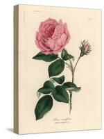 Large Pink Hundred-Leaved Rose, Rosa Centifolia-James Sowerby-Stretched Canvas