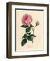 Large Pink Hundred-Leaved Rose, Rosa Centifolia-James Sowerby-Framed Giclee Print