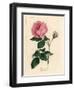 Large Pink Hundred-Leaved Rose, Rosa Centifolia-James Sowerby-Framed Giclee Print