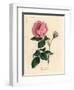 Large Pink Hundred-Leaved Rose, Rosa Centifolia-James Sowerby-Framed Giclee Print