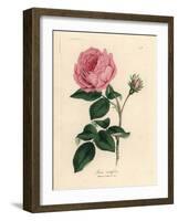 Large Pink Hundred-Leaved Rose, Rosa Centifolia-James Sowerby-Framed Giclee Print