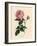 Large Pink Hundred-Leaved Rose, Rosa Centifolia-James Sowerby-Framed Giclee Print