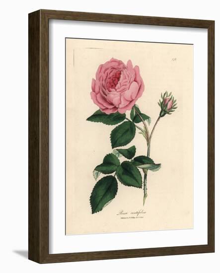 Large Pink Hundred-Leaved Rose, Rosa Centifolia-James Sowerby-Framed Giclee Print