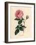 Large Pink Hundred-Leaved Rose, Rosa Centifolia-James Sowerby-Framed Giclee Print