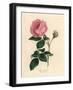 Large Pink Hundred-Leaved Rose, Rosa Centifolia-James Sowerby-Framed Giclee Print