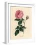 Large Pink Hundred-Leaved Rose, Rosa Centifolia-James Sowerby-Framed Giclee Print