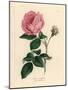Large Pink Hundred-Leaved Rose, Rosa Centifolia-James Sowerby-Mounted Giclee Print