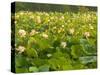 Large Pond Filled with Lotuses, Kenilworth Aquatic Gardens, Washington DC, USA-Corey Hilz-Stretched Canvas