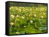 Large Pond Filled with Lotuses, Kenilworth Aquatic Gardens, Washington DC, USA-Corey Hilz-Framed Stretched Canvas