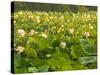 Large Pond Filled with Lotuses, Kenilworth Aquatic Gardens, Washington DC, USA-Corey Hilz-Stretched Canvas