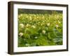 Large Pond Filled with Lotuses, Kenilworth Aquatic Gardens, Washington DC, USA-Corey Hilz-Framed Photographic Print