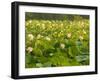 Large Pond Filled with Lotuses, Kenilworth Aquatic Gardens, Washington DC, USA-Corey Hilz-Framed Photographic Print