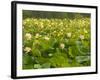 Large Pond Filled with Lotuses, Kenilworth Aquatic Gardens, Washington DC, USA-Corey Hilz-Framed Photographic Print