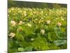 Large Pond Filled with Lotuses, Kenilworth Aquatic Gardens, Washington DC, USA-Corey Hilz-Mounted Photographic Print