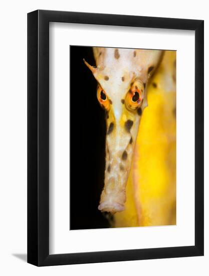 Large / Pot Bellied Seahorse face portrait, Australia-Alex Mustard-Framed Photographic Print