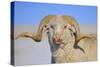 Large Ram-Amanda Lee Smith-Stretched Canvas