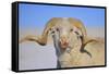 Large Ram-Amanda Lee Smith-Framed Stretched Canvas