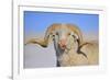 Large Ram-Amanda Lee Smith-Framed Photographic Print