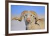 Large Ram-Amanda Lee Smith-Framed Photographic Print