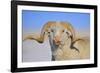 Large Ram-Amanda Lee Smith-Framed Photographic Print