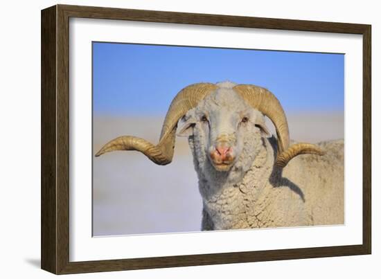 Large Ram-Amanda Lee Smith-Framed Photographic Print