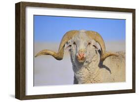 Large Ram-Amanda Lee Smith-Framed Photographic Print