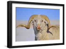 Large Ram-Amanda Lee Smith-Framed Photographic Print